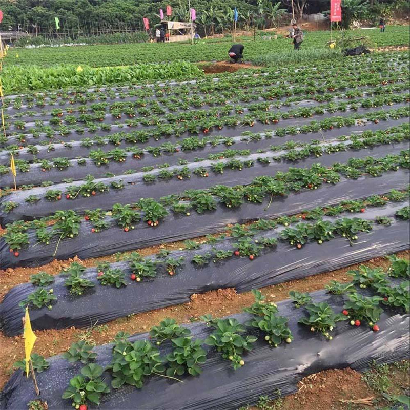 Biodegradable black agricultural film