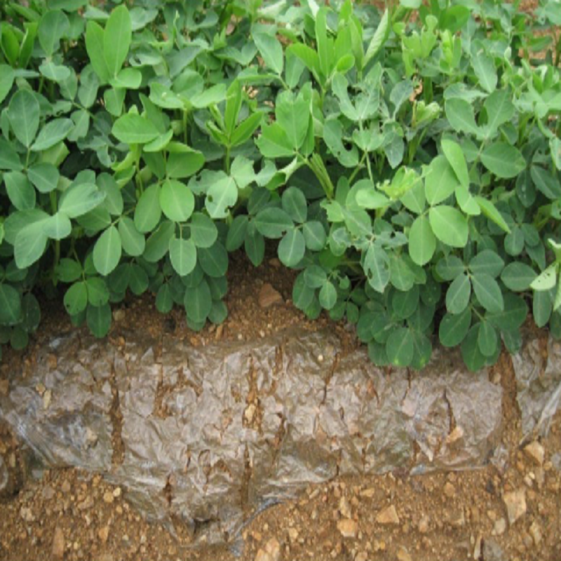 Biodegradable mulch PBAT degradable material greenhouse vegetable mulch pla granule polylactic acid 