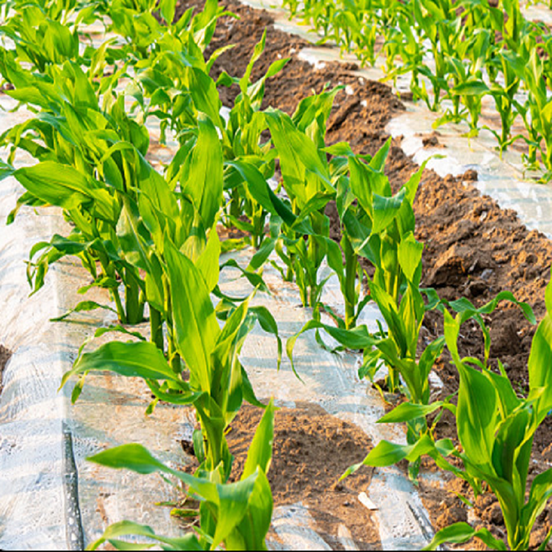 Hot Sale Mulch Agriculture Black PBAT Mulch Agriculture Compostable