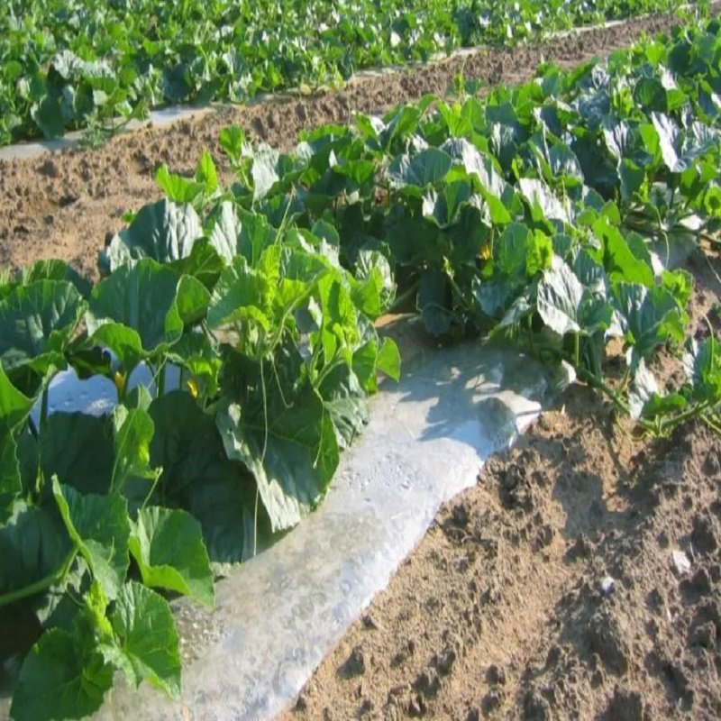Agricultural Vegetable Fruit Crop Compostable Mulch PBAT+PLA Biodegradable Transparent Mulch